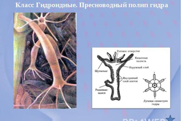 Ссылка на кракен через тор